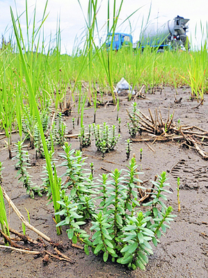 津波をかぶった田んぼで群落をつくるウミミドリ。県のレッドデータブックで絶滅危惧１類に指定されている＝２０１３年７月、新地町