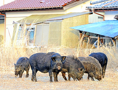 避難区域内で目撃情報が相次ぐイノブタ。餌を探しながら町内を歩く群れ＝２０１４年２月、富岡町