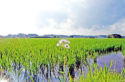 鏡沼跡（かげ沼）の西側に広がる田園風景。ヒメジオンが１本だけ風に揺れていた＝鏡石町