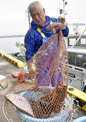 試験操業で魚を水揚げする安達さん。処理水排出で「積み上げてきたものを無にしたくない」と訴える＝相馬市・松川浦漁港