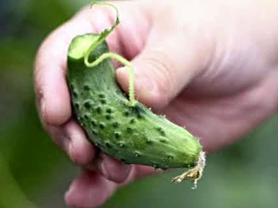 いわきの伝統野菜の一つ「昔きゅうり」。自分の足元に目を向けると、宝物のようなさまざまな食材と出合うことができた