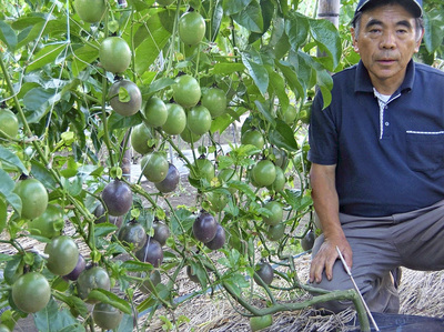 パッションフルーツを栽培する私。農産物は加工品にするなど、食べてもらう工夫が必要な時代になっている