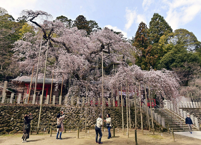 見頃を迎えた小川諏訪神社境内のシダレザクラ