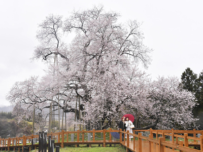 県南地方で一番早く花を咲かせる戸津辺の桜