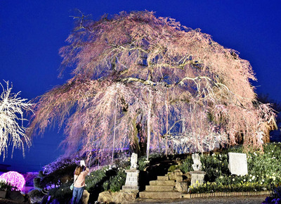 ライトアップが始まった金毘羅桜