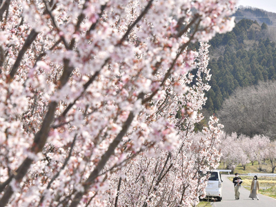 広大な敷地に咲き誇る花の数々