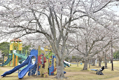 桜が見頃を迎えている二ツ沼総合公園＝８日、広野町