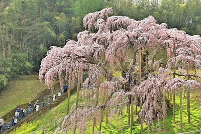見頃を迎えた三春滝桜。薄紅色の小さな花が木全体を覆い尽くすように広がっている＝１１日午後、三春町