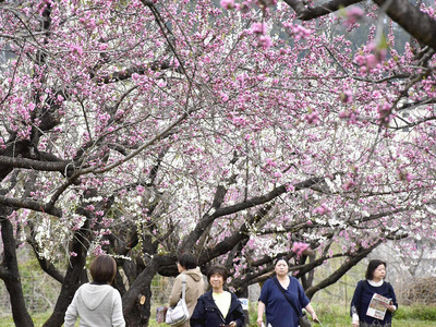 いくつかの品種が見頃を迎えた飯坂温泉花ももの里＝１１日午前