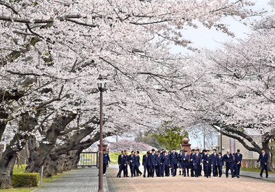 一般開放される日大工学部郡山キャンパスの桜並木