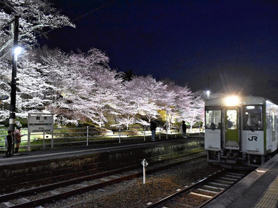 ライトアップされた桜が楽しめる舞木駅