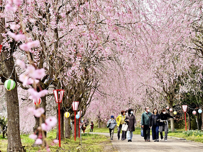 見頃を迎えた右輪台山のしだれ桜。約３００メートルの花のトンネルが楽しめる＝福島市