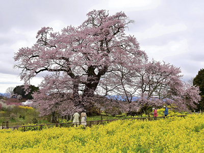 見頃を迎えたエドヒガンザクラ。周囲には菜の花が広がる
