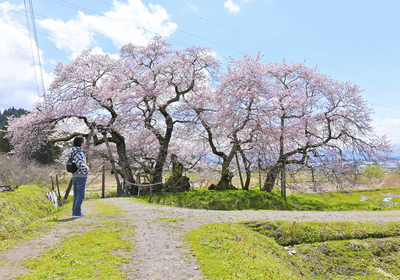 満開を迎えた石部桜