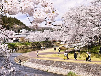 満開となった今出川、北須川沿いを彩る桜並木。多くの観光客が「桜谷」を楽しんでいる＝石川町