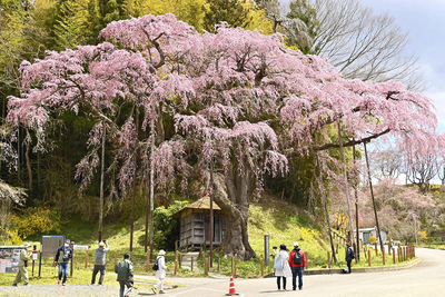 鮮やかな紅色がかった花が満開の「紅枝垂地蔵ザクラ」