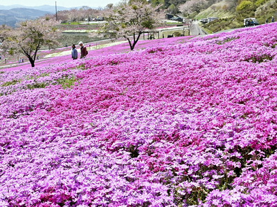 一面を色鮮やかに染める芝桜＝２７日午前、平田村・ジュピアランドひらた