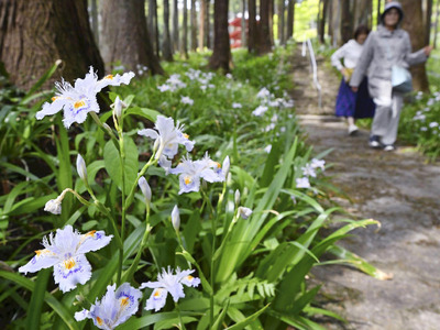 見頃を迎えたシャガ