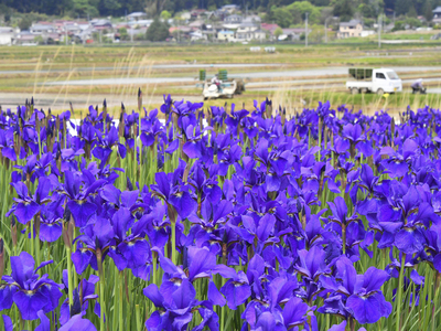 田植えが進む中、鮮やかな紫の花を咲かせる「あやめロード」のアヤメ＝郡山市三穂田町