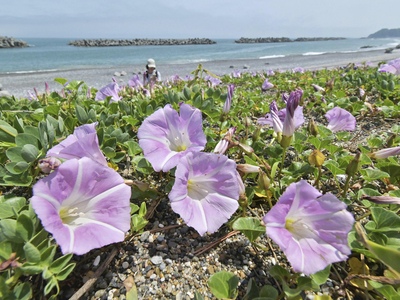 久之浜海岸を淡いピンクの花で彩るハマヒルガオ ＝いわき市
