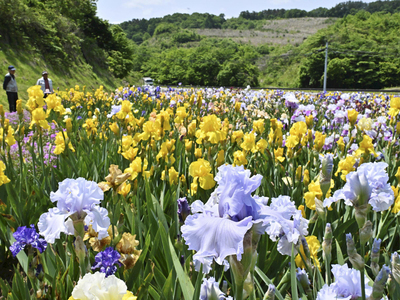 一面を鮮やかに染めるジャーマンアイリス＝２日、川俣町山木屋