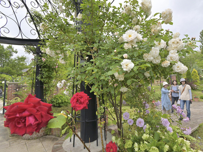 見頃を迎えたバラなどさまざまな花を楽しむ来場者＝本宮市・英国庭園