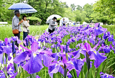 傘を差しながら色鮮やかなアヤメやハナショウブを楽しむ来園者＝１４日午前、会津美里町