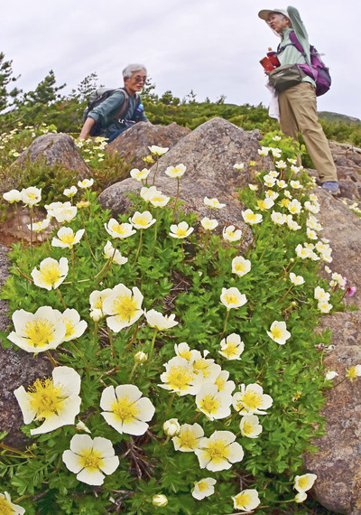 かれんな花を咲かせハイカーの目を楽しませるチングルマ＝１６日午後