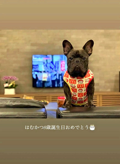 ８歳になった加瀬選手の愛犬「ハムカツ」（本人のインスタグラムより）