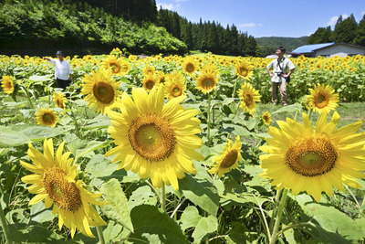 黄色い大輪の花を咲かせるヒマワリ＝２９日午前、飯舘村佐須