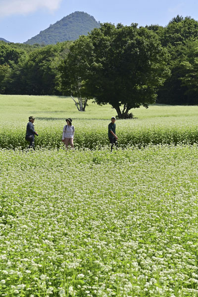 白いじゅうたんのようにソバの花が一面に咲き誇る「天空のソバ畑」＝２５日、南会津町高杖原