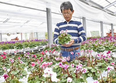 育てている花を見つめる私。育種で品種改良を重ね、独自の花を生産している
