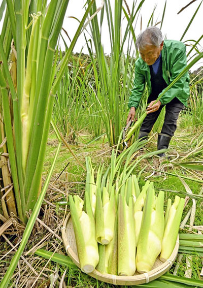 収穫作業が最盛期を迎えたマコモタケ＝２２日午後、いわき市渡辺町