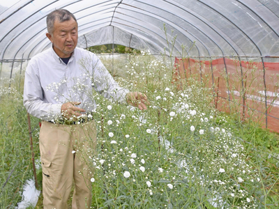 昭和村の特産品となったカスミソウを手入れする私。村内などで生産されるカスミソウは「昭和かすみ草」ブランドとして全国に出荷されるようになった