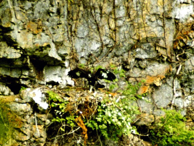 １９９３年６月に博士山の巣から飛び立つイヌワシ。「幻の鳥」の一種と呼ばれるイヌワシが私に自然を守る大切さを教えてくれた