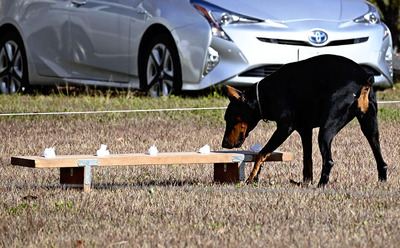臭気選別の審査を受ける犬