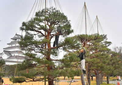本格的な冬を前に始まった鶴ケ城の枝つり作業 ＝２５日、会津若松市