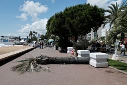 　１７日、フランス・カンヌの目抜き通りで倒れたヤシの木（ロイター＝共同）