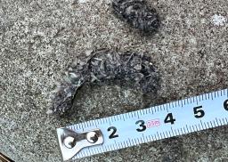 　２０２４年２月に長崎県・対馬で発見されたカワウソのふん（山本大輝氏撮影）