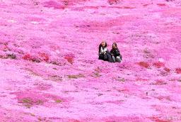 　見頃を迎えた「東藻琴芝桜公園」のシバザクラ。約１０ヘクタールの丘の斜面がピンクに染まった＝２３日午後、北海道大空町