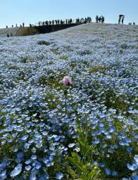 　福岡市の海の中道海浜公園のネモフィラ畑で自生しているのが見つかったアツミゲシ（中央）＝４月（亀井裕介さん撮影）