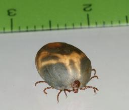 　「重症熱性血小板減少症候群」を媒介するマダニの一種（国立感染症研究所提供）