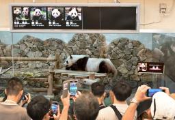 　遊具の上に寝そべるジャイアントパンダ「彩浜」を見る大勢の来場者＝２１日午前、和歌山県白浜町のアドベンチャーワールド