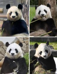 　ジャイアントパンダの（上左から）良浜、結浜、（下左から）彩浜、楓浜＝和歌山県白浜町のアドベンチャーワールド