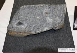 　魚竜の化石が見つかった、成羽美術館が所蔵する岩石の一部