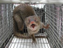 　奄美大島で捕獲されたマングース（環境省奄美野生生物保護センター提供）