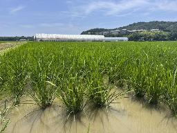 夏に収穫を迎える四国地方の「早場米」の田んぼ=6月