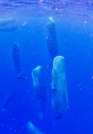 　鹿児島県の奄美大島近海で観察された、頭を上に向けた状態で眠るマッコウクジラの群れ＝６月（興克樹さん提供）