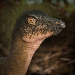 　化石が見つかった恐竜と脊椎の特徴が似た草食恐竜のイメージ（デンバー自然科学博物館提供・共同）