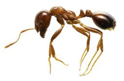 南米原産のヒアリ(環境省提供)